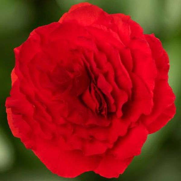 Семена бегонии Лимитлесс F1 компакт бархатно-красная (compact velvet red) /100 семян (драже)/ *Syngenta*