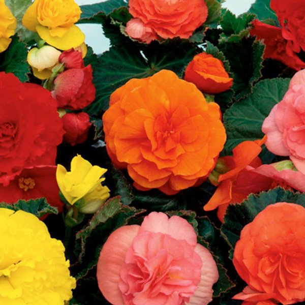 Насіння бегонії Лімітлесс F1 суміш (mix) /100 насінин (драже)/ *Syngenta*