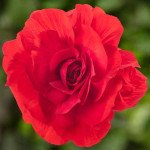 Бегония Лимитлесс F1 темно-красная (dark red) /100 семян (драже)/ *Syngenta*