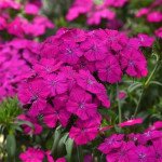 Гвоздика Амазон F1 неон парпл (neon purple) /100 насінин (драже)/ *Pan American*