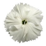 Гвоздика Диана F1 белая (white) /1.000 семян/ *Hem Genetics*