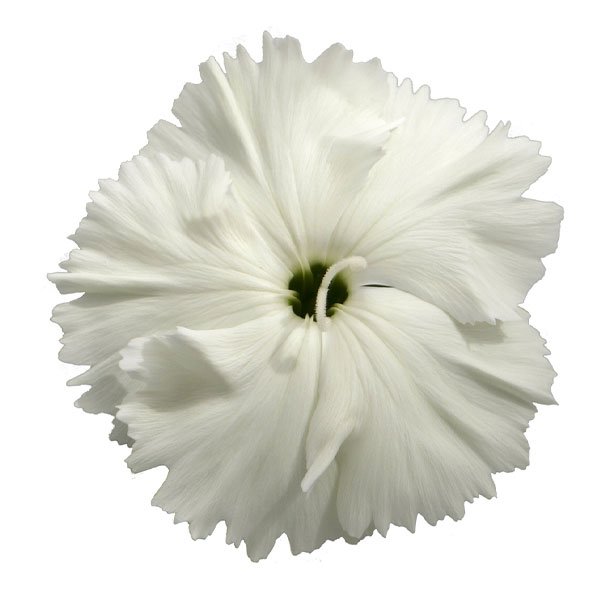 Насіння гвоздики Діана F1 біла (white) /1.000 насінин/ *Hem Genetics*