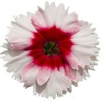 Гвоздика Диана F1 белая с красным глазком (white red eye) /1.000 семян/ *Hem Genetics*