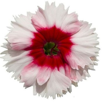 Гвоздика Диана F1 белая с красным глазком (white red eye) /1.000 семян/ *Hem Genetics*