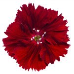 Гвоздика Диана F1 кримсон (crimson) /1.000 семян/ *Hem Genetics*