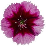 Гвоздика Диана F1 кримсон-пикоти (crimson picotee) /1.000 семян/ *Hem Genetics*