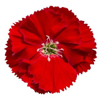 Гвоздика Диана F1 скарлет (scarlet) /1.000 семян/ *Hem Genetics*