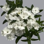 Гвоздика Чиба F1 белая (white) /1.000 семян/ *Hem Genetics*
