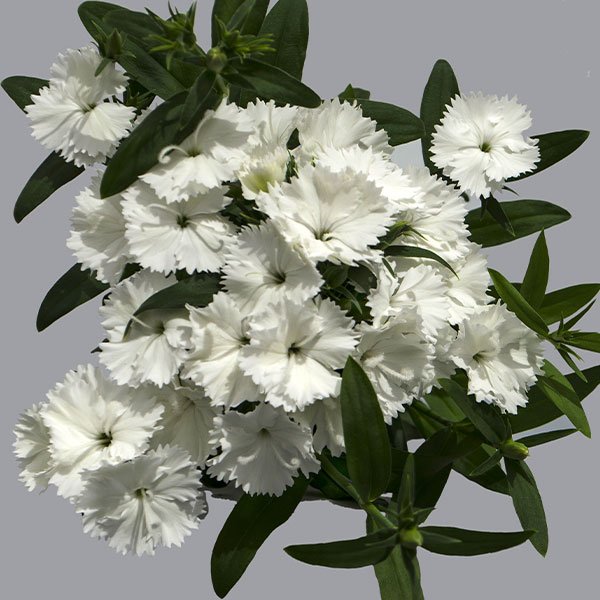 Насіння гвоздики Чіба F1 біла (white) /1.000 насінин/ *Hem Genetics*