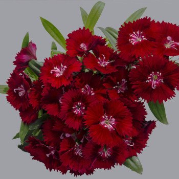 Гвоздика Чіба F1 кримсон (crimson) /1.000 насінин/ *Hem Genetics*