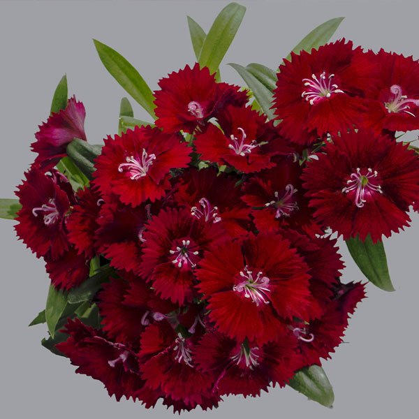 Семена гвоздики Чиба F1 кримсон (crimson) /1.000 семян/ *Hem Genetics*