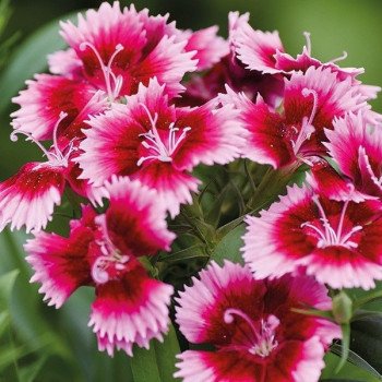 Гвоздика Чіба F1 кримсон-пікоті (crimson picotee) /1.000 насінин/ *Hem Genetics*