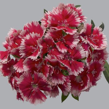 Гвоздика Чіба F1 стровберрі (strawberry) /1.000 насінин/ *Hem Genetics*