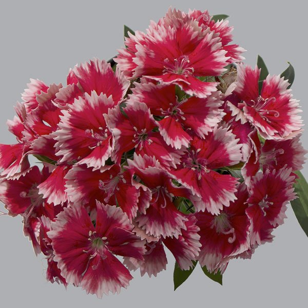 Насіння гвоздики Чіба F1 стровберрі (strawberry) /1.000 насінин/ *Hem Genetics*