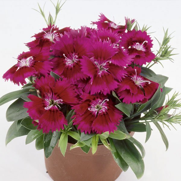 Насіння гвоздики Чіба F1 пурпурна (purple) /1.000 насінин/ *Hem Genetics*