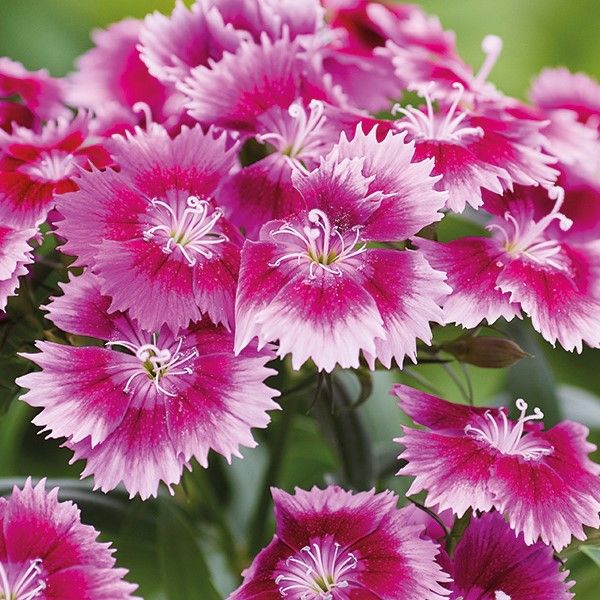 Насіння гвоздики Чіба F1 пурпурова пікоті (purple picotee) /1.000 насінин/ *Hem Genetics*