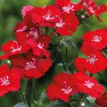 Гвоздика Чіба F1 скарлет (scarlet) /1.000 насінин/ *Hem Genetics*