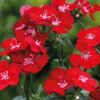 Гвоздика Чіба F1 скарлет (scarlet) /1.000 насінин/ *Hem Genetics*