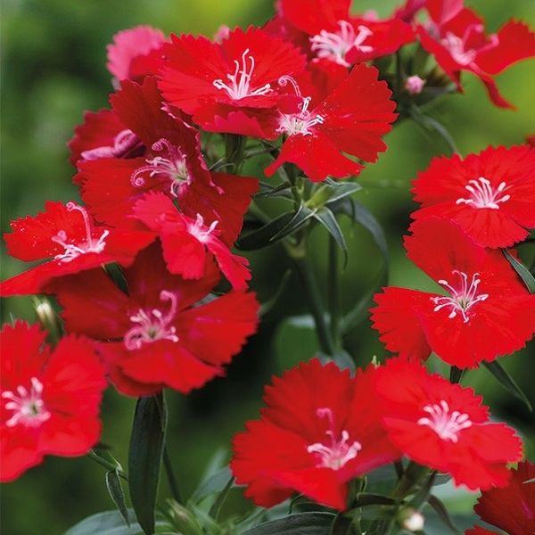 Насіння гвоздики Чіба F1 скарлет (scarlet) /1.000 насінин/ *Hem Genetics*
