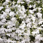 Лобелія Палац біла (white) /1.000 мультидраже/ *Benary*