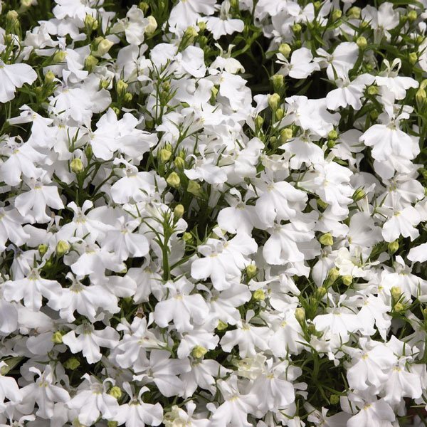 Семена лобелии Палац белая (white) /1.000 мультидраже/ *Benary*