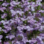 Лобелія Палац лілова (lilac) /1.000 мультидраже/ *Benary*