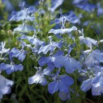 Лобелия Палац скай блу (sky blue) /1.000 мультидраже/ *Benary*