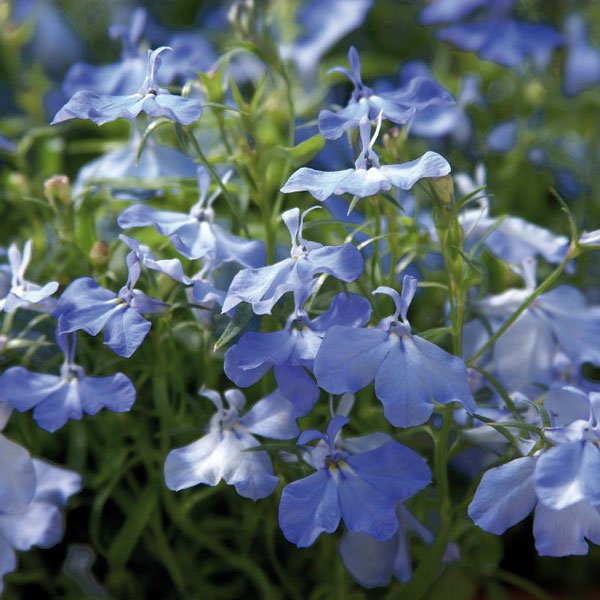 Семена лобелии Палац скай блу (sky blue) /1.000 мультидраже/ *Benary*