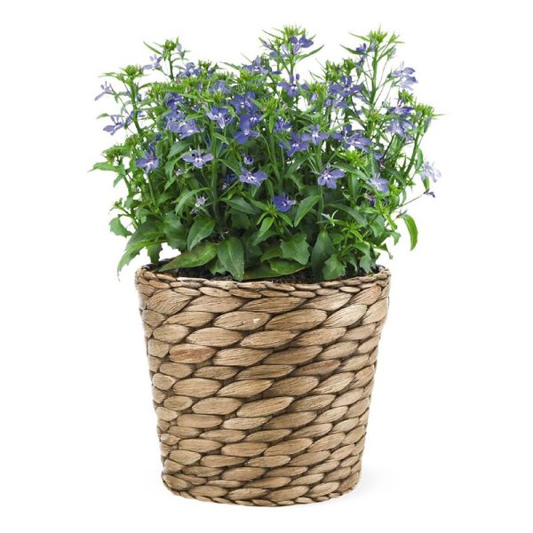 Семена лобелии Палац роял (royal) /1.000 мультидраже/ *Benary*