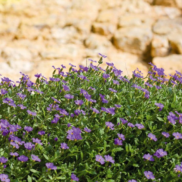 Семена лобелии Палац синяя (blue) /1.000 мультидраже/ *Benary*