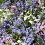 Лобелія Палац суміш (mix) /1.000 мультидраже/ *Benary*