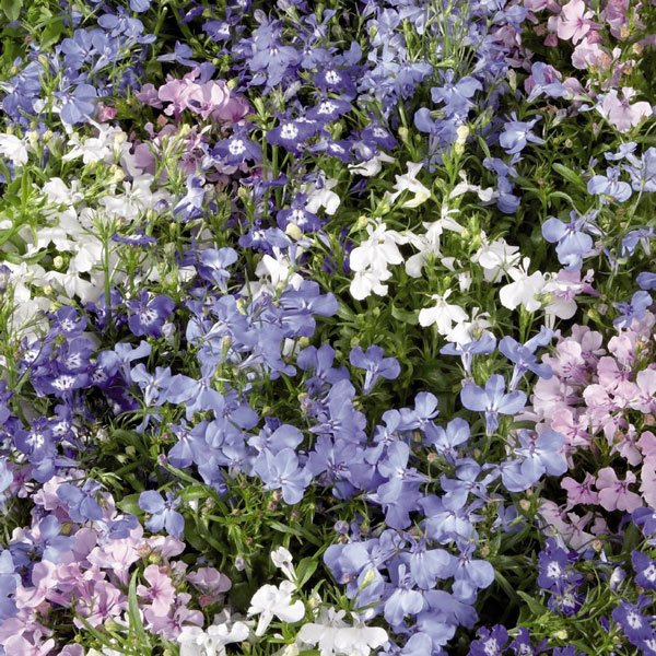 Семена лобелии Палац смесь (mix) /1.000 мультидраже/ *Benary*