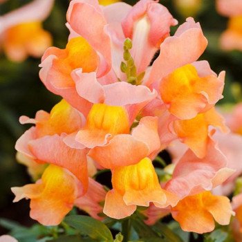 Антірінум Снеппі F1 бронзовий (bronze) /1.000 насінин/ *Hem Genetics*