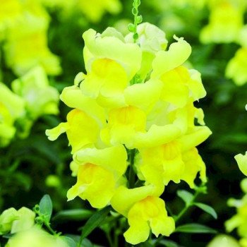 Антірінум Снеппі F1 жовтий (yellow) /1.000 насінин/ *Hem Genetics*