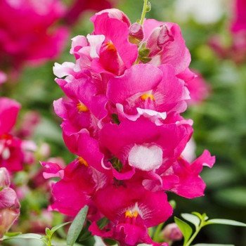 Антірінум Снеппі F1 лавандовий (lavender) /1.000 насінин/ * Hem Genetics *