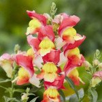 Антірінум Снеппі F1 оранжево-жовтий (orange and yellow) /1.000 насінин/ *Hem Genetics *