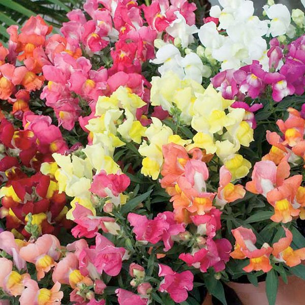 Семена антиринума Снеппи F1 смесь (mix) /1.000 семян/ *Hem Genetics*