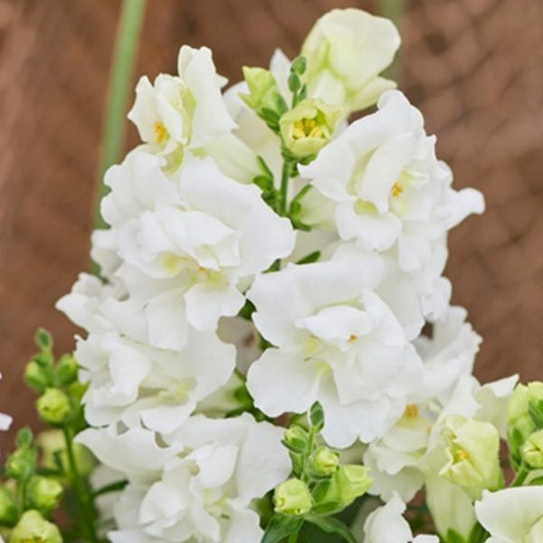 Семена антиринума Твинни F1 белый (white) /1.000 семян/ *Hem Genetics*