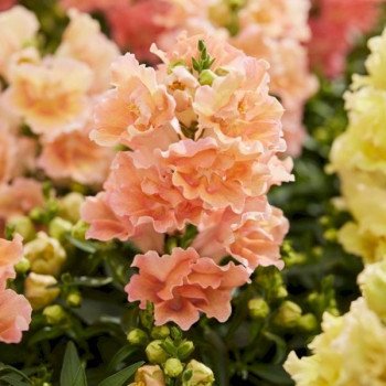 Антірінум Твінні F1 персиковий (peach) /1.000 насінин/ *Hem Genetics*