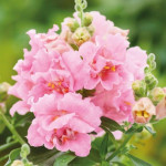 Антірінум Твінні F1 рожевий (rose) /1.000 насінин/ *Hem Genetics*