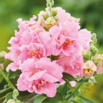 Антірінум Твінні F1 рожевий (rose) /1.000 насінин/ *Hem Genetics*