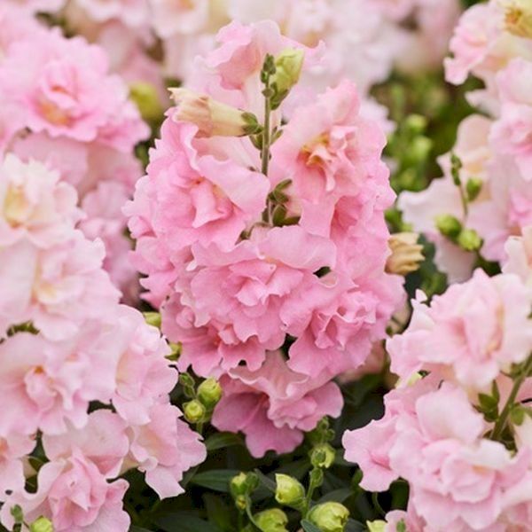 Насіння антірінума Твінні F1 яблуневий цвіт (appleblossom) /1.000 насіння/ * Hem Genetics *