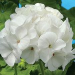 Пеларгония Бланка F1 /100 семян/ *Cerny*