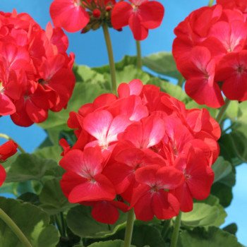 Пеларгония Власта F1 /100 семян/ *Cerny*