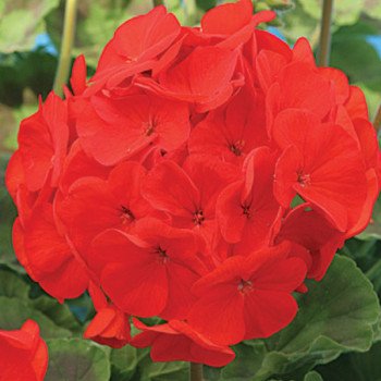 Пеларгония Гизела F1 /100 семян/ *Cerny*