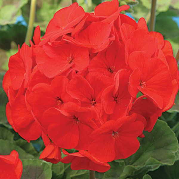 Насіння пеларгонії Гізела F1 /100 насінин/ *Cerny*