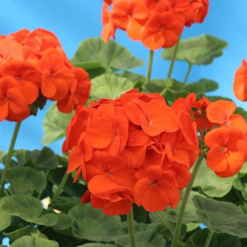 Пеларгония Луция F1 /100 семян/ *Cerny*