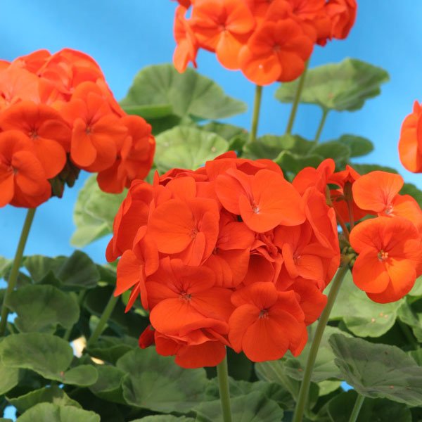 Насіння пеларгонії Луція F1 /100 насінин/ *Cerny*