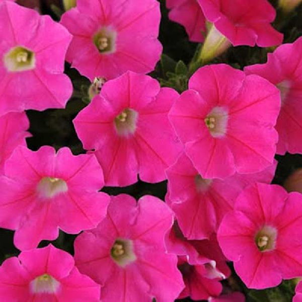 Семена петунии Шок Вейв F1 розовая (rose) /50 семян (драже)/ *Pan American*