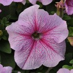 Петуния Дедди F1 пепперминт (peppermint) /1.000 семян (драже)/ *Pan American*